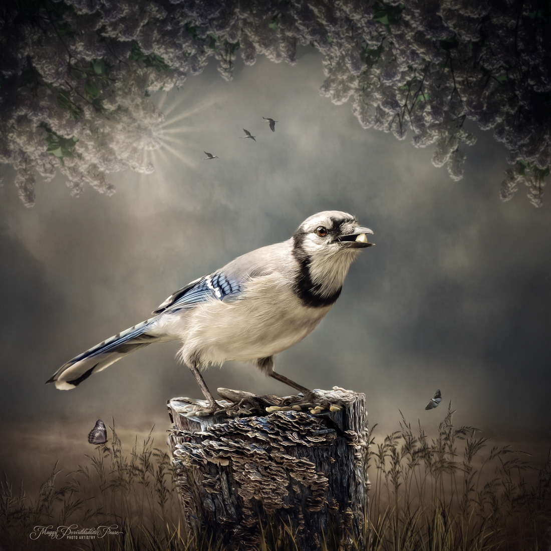 Blue Jay