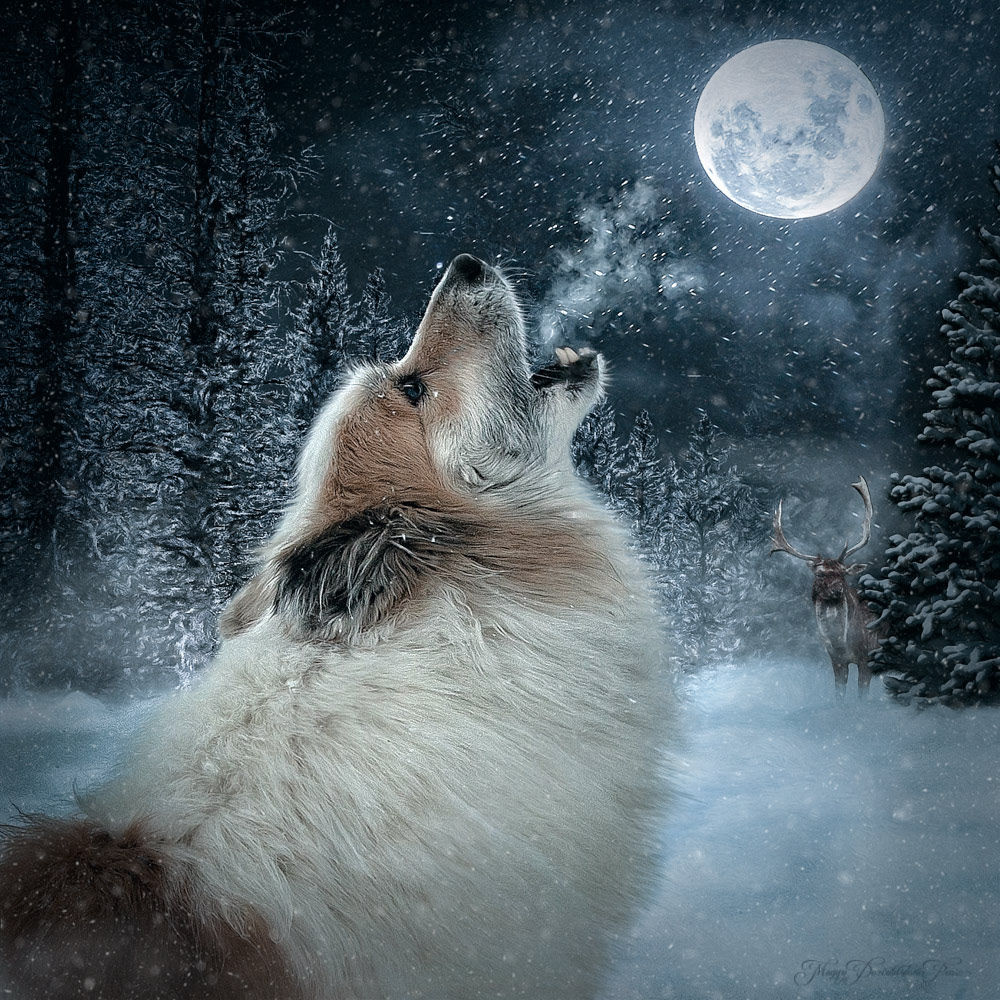 Howling at the Moon