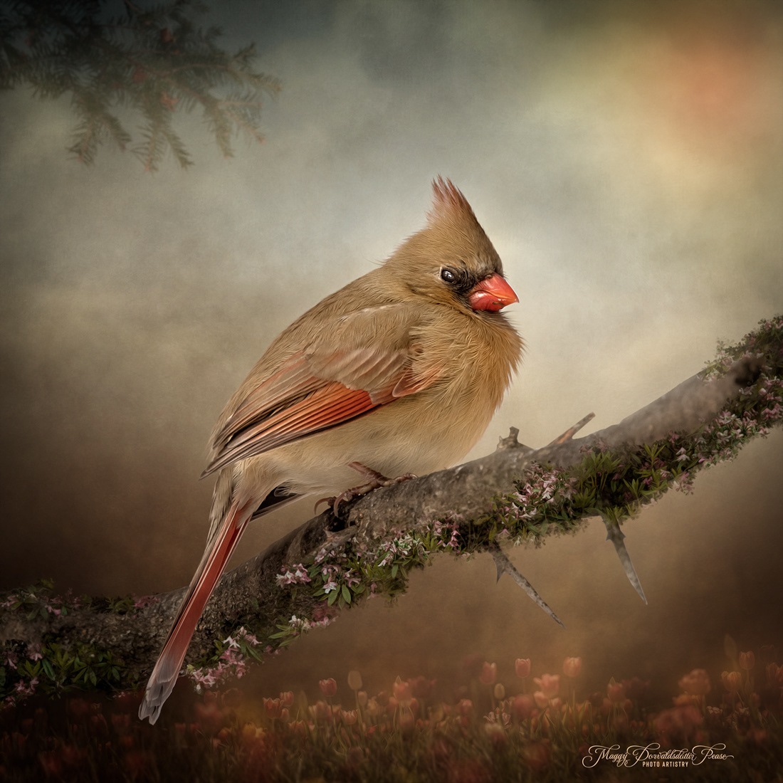 Cardinal