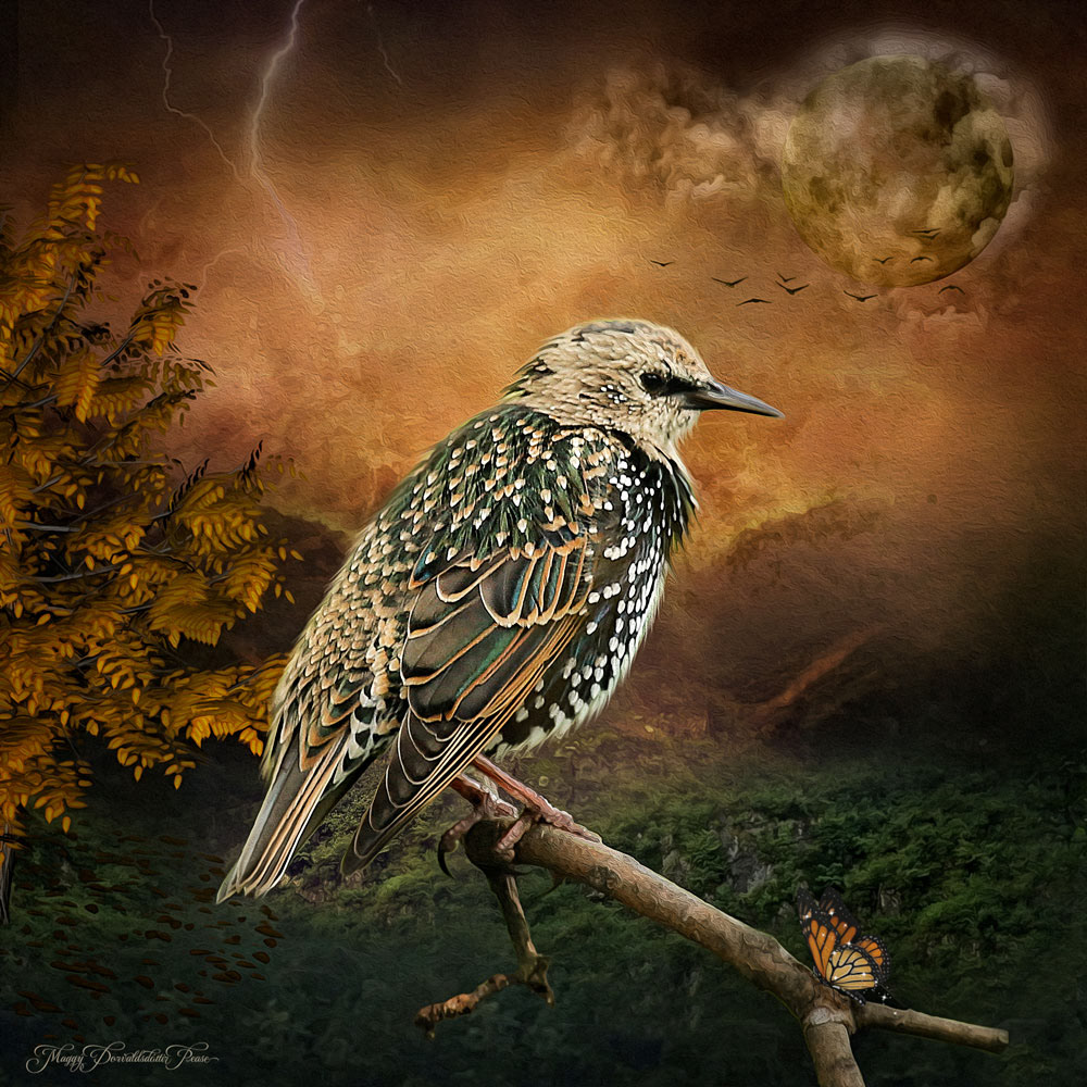 Starling