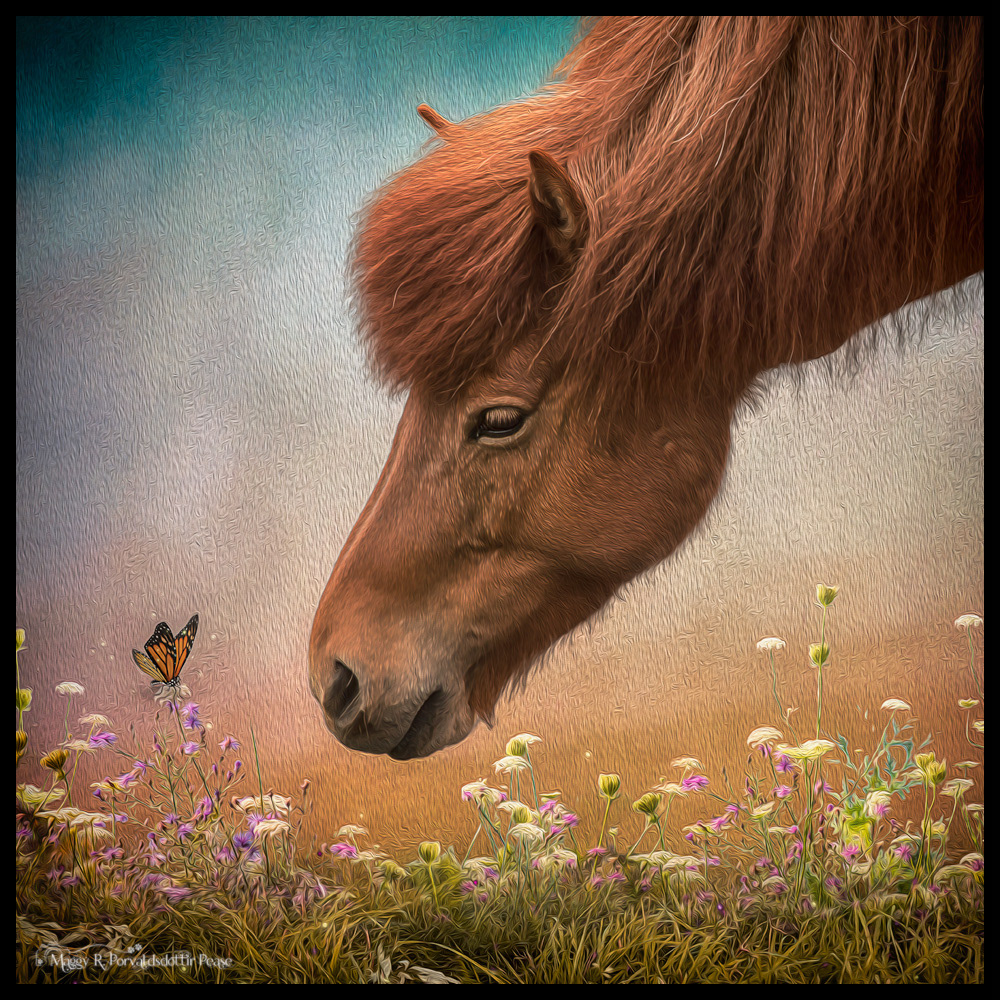 Icelandic Horse