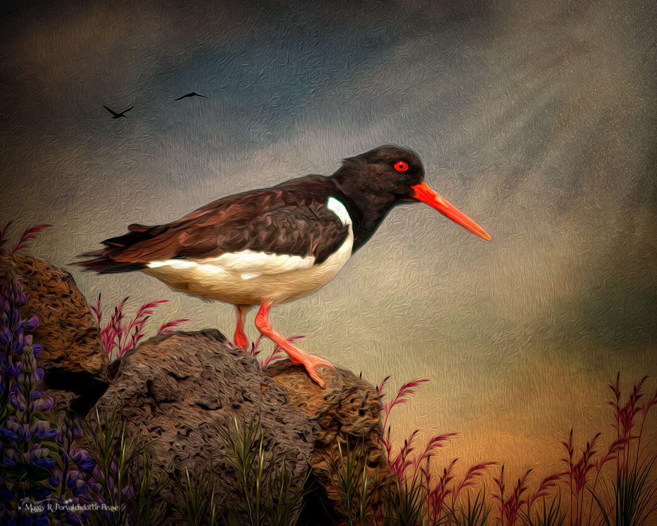 Oyster Catcher