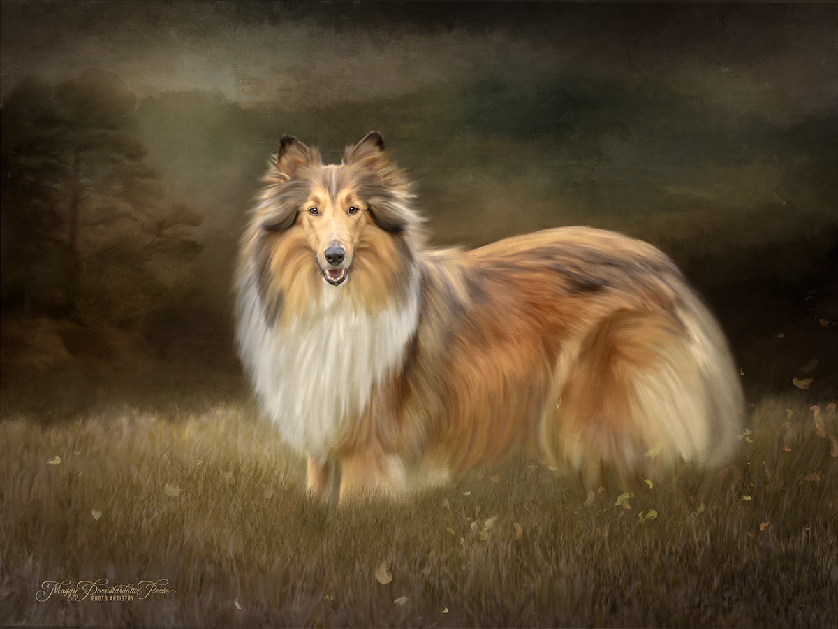 Rough Collie