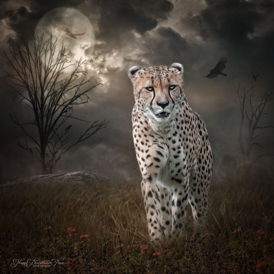 On the Prowl