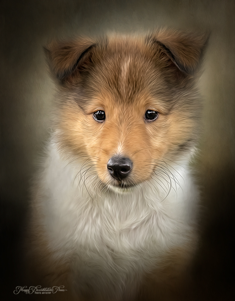 Loppa, Rough Collie