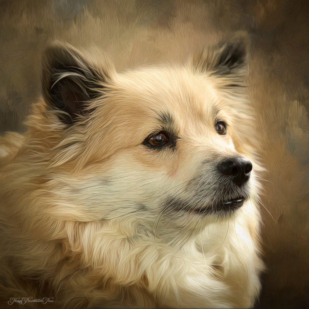 Nýlendu Spurðanella