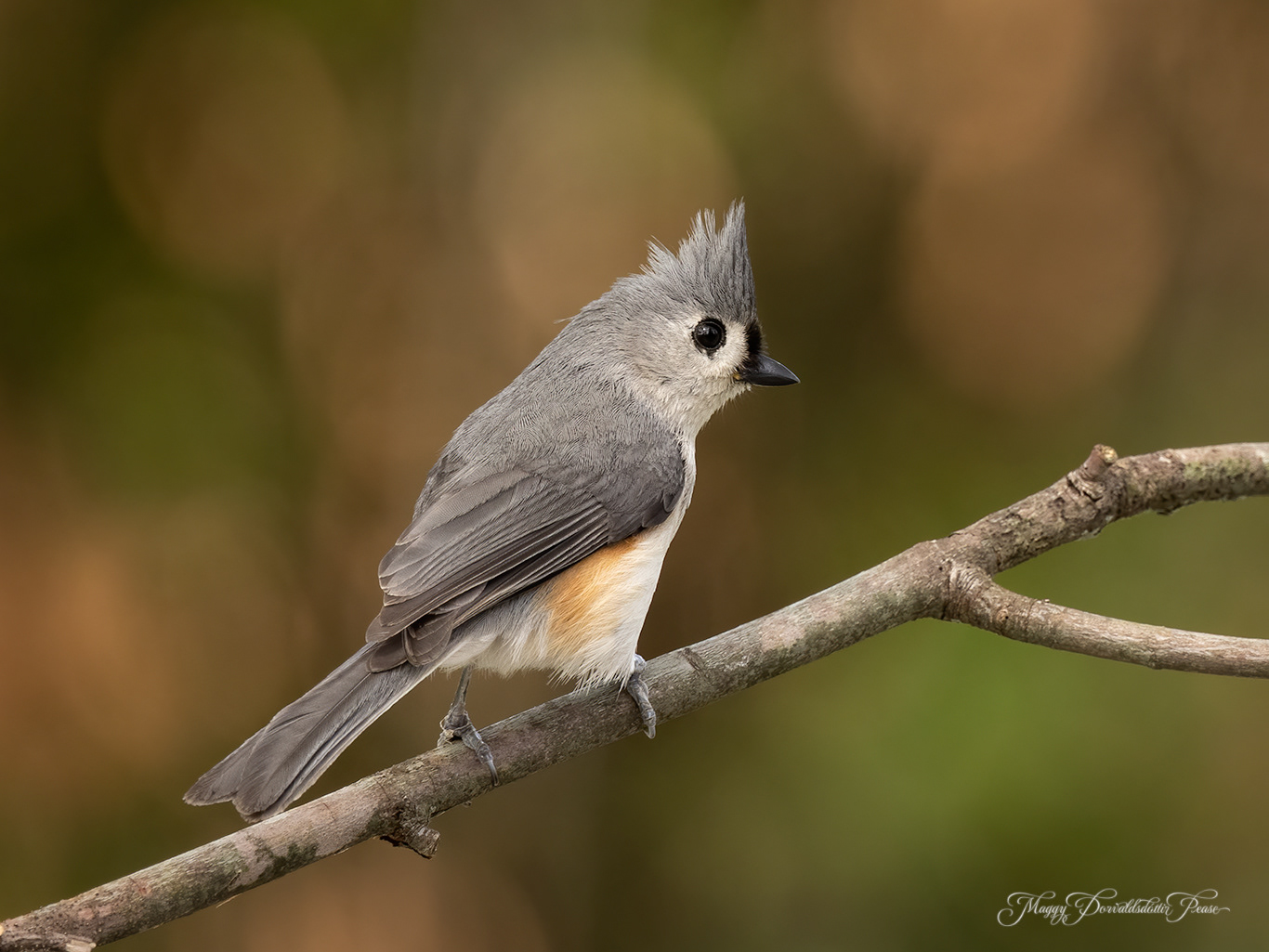 Titmouse