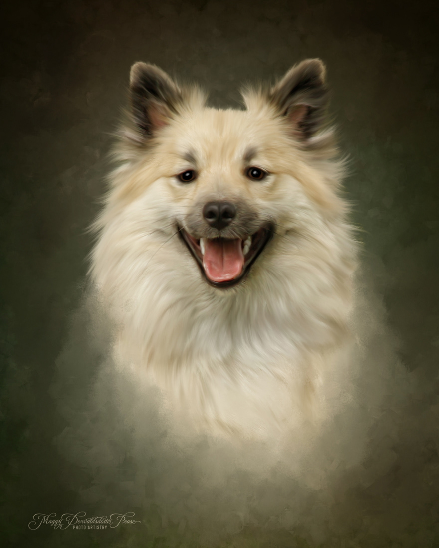 Icelandic Sheepdog