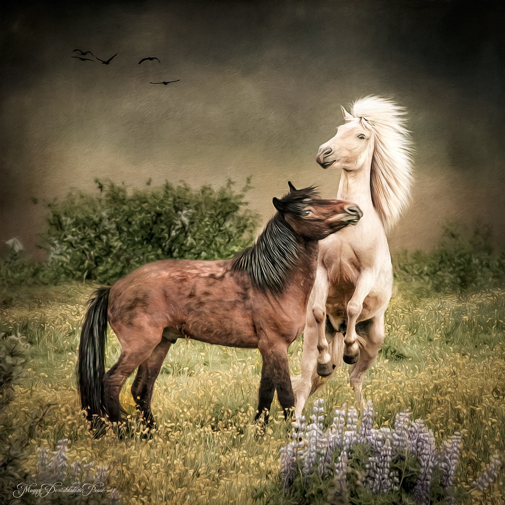 Icelandic Horses