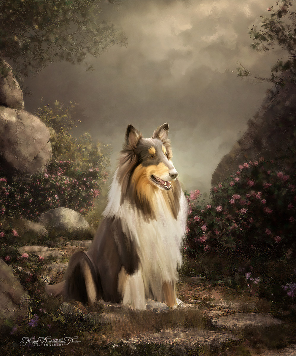 Rough Collie