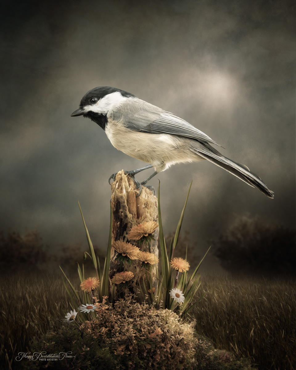 Black Capped Chickadee