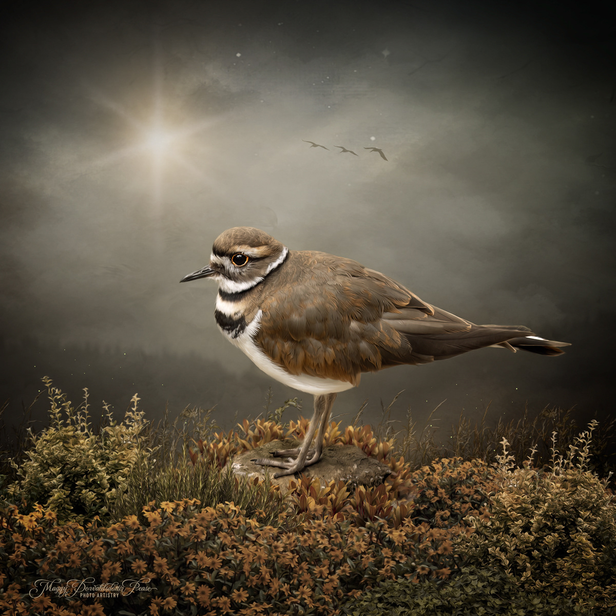 Killdeer