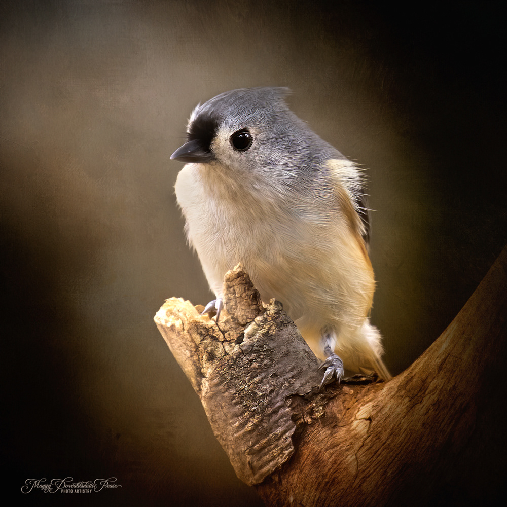 Titmouse