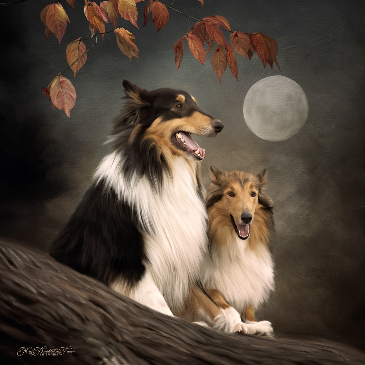 Rough Collies
