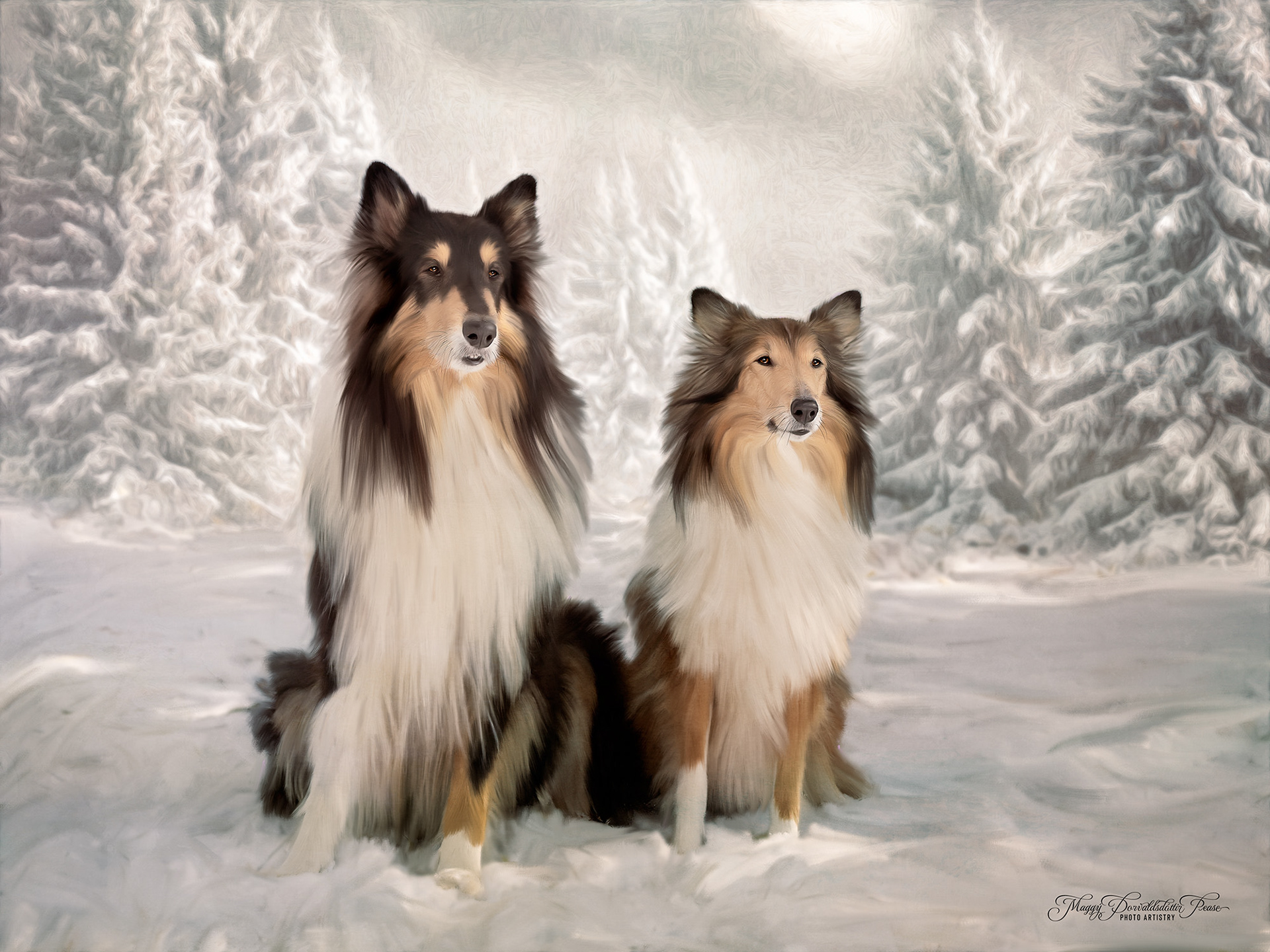 Rough COllies
