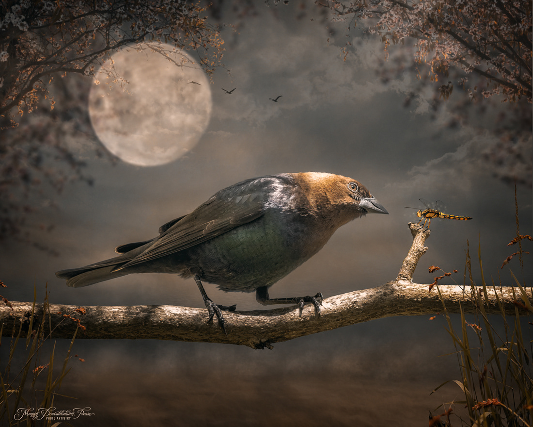 Cowbird and T winkle the Dragonfly