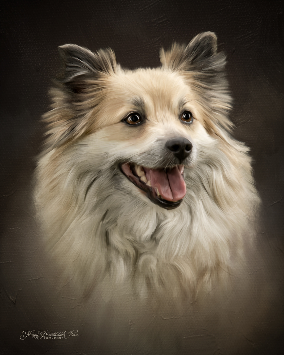 Icelandic Sheepdog