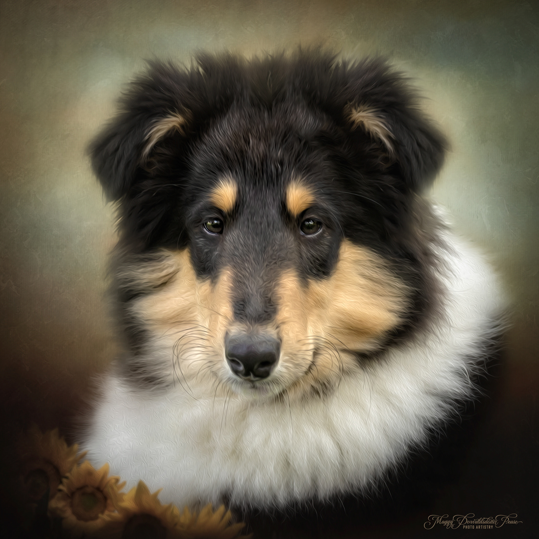 Rough Collie