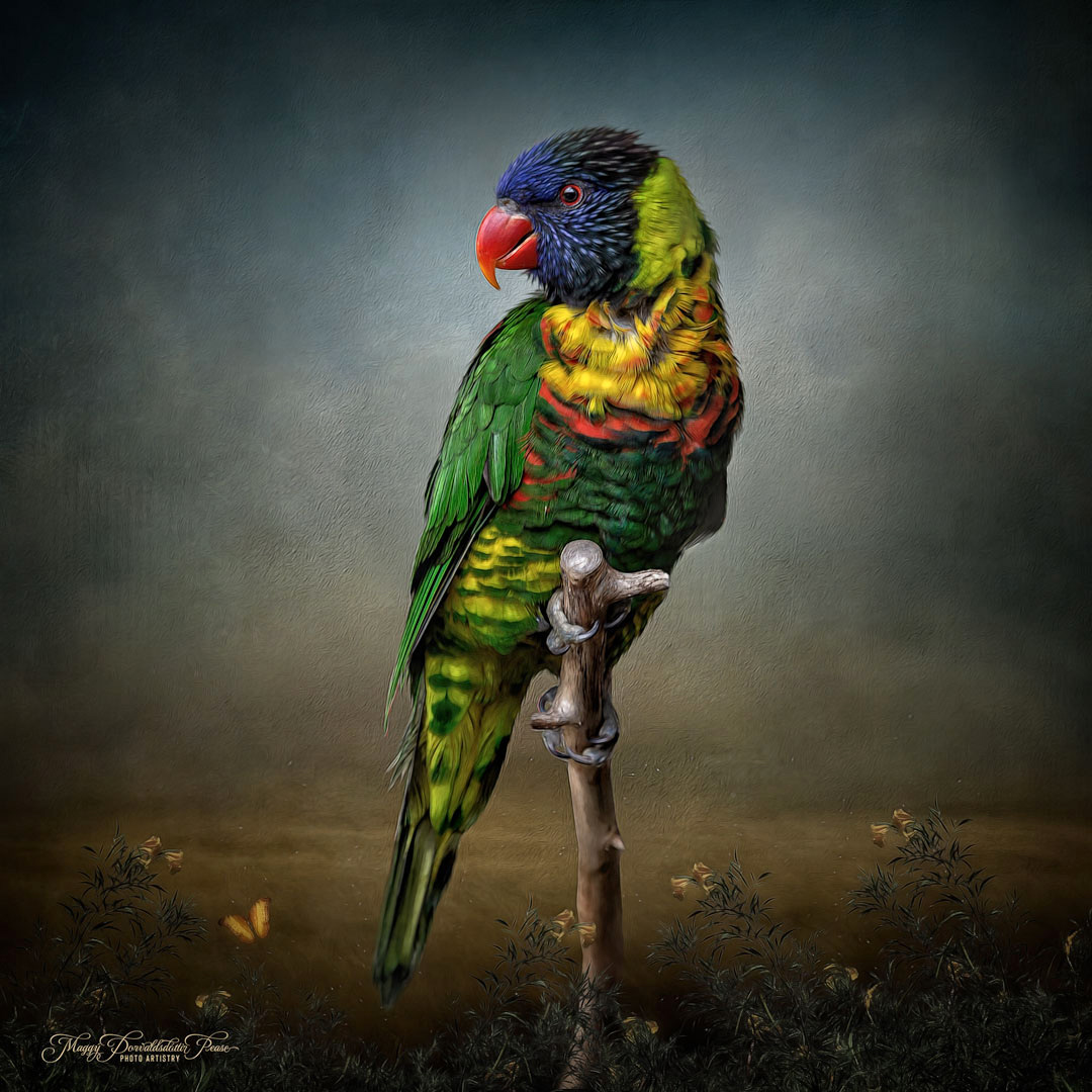 Lori the Lorikeet