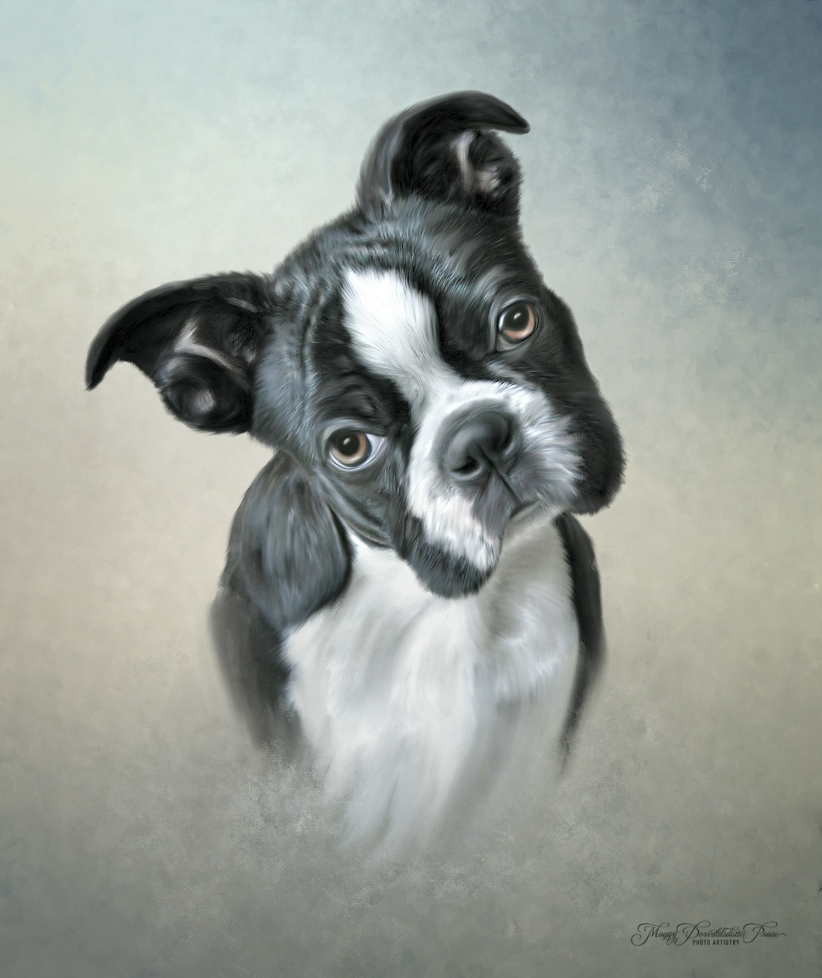 Boston Terrier