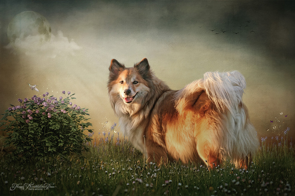 Miss Bera, Icelandic Sheepdog