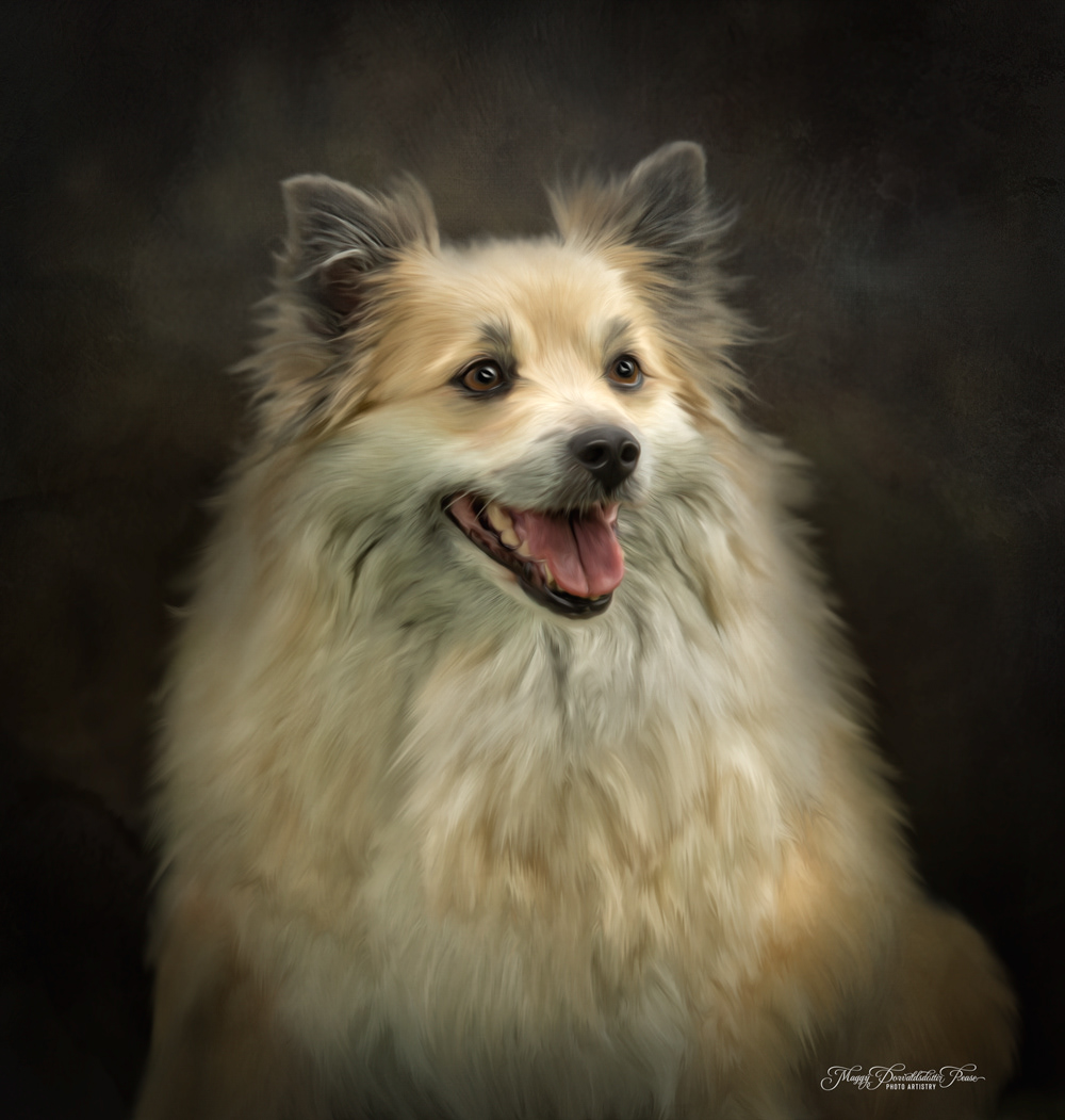 Icelandic Sheepdog