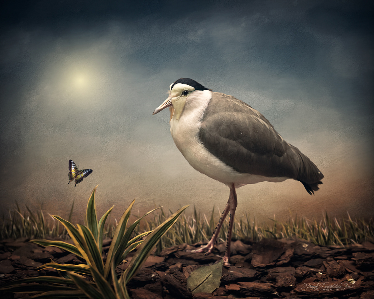 Masked Lapwing