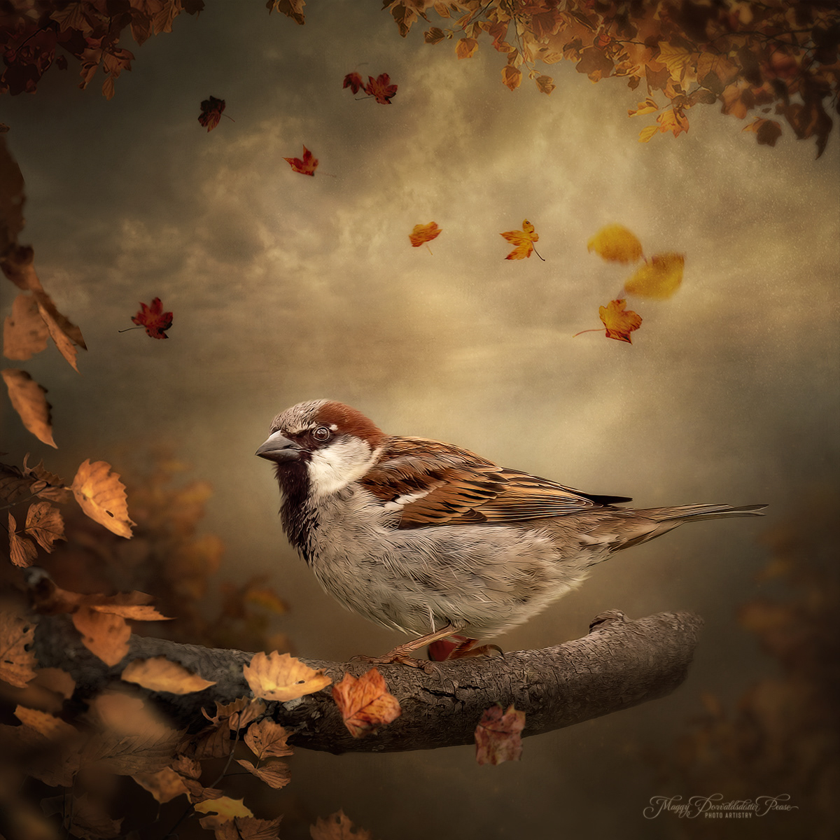 Autumn Sparrow