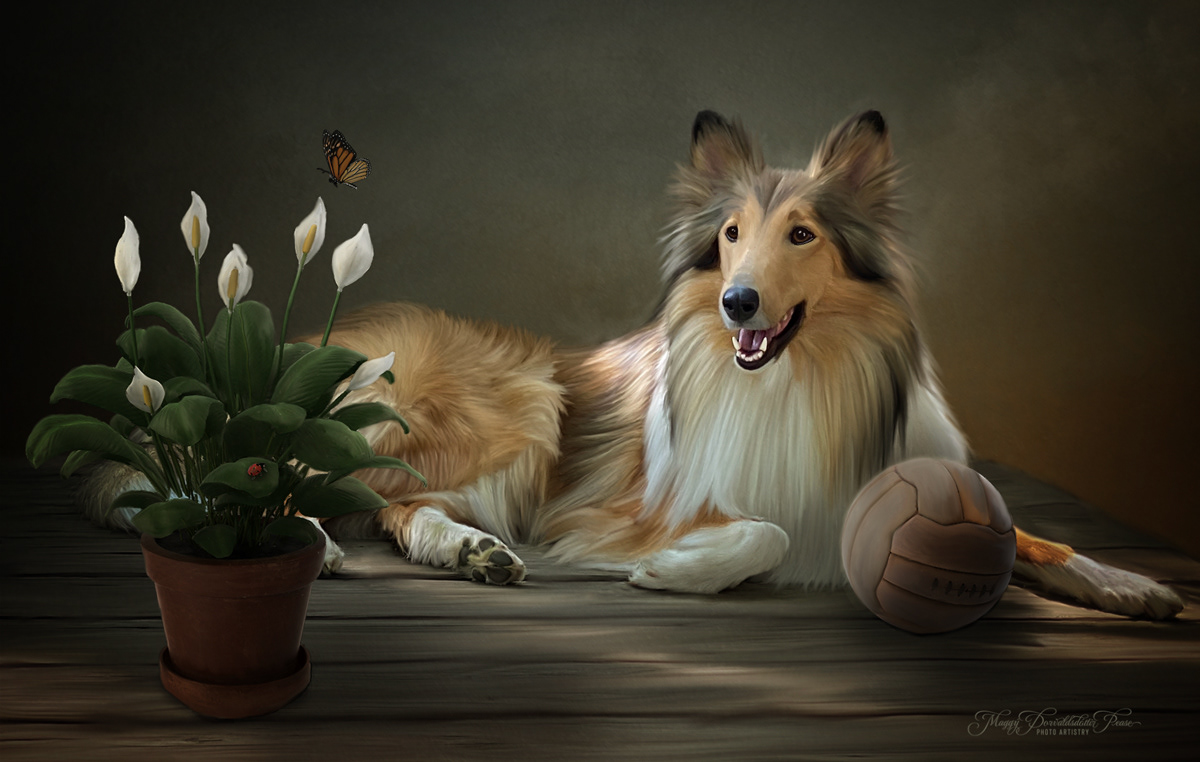 Rough Collie
