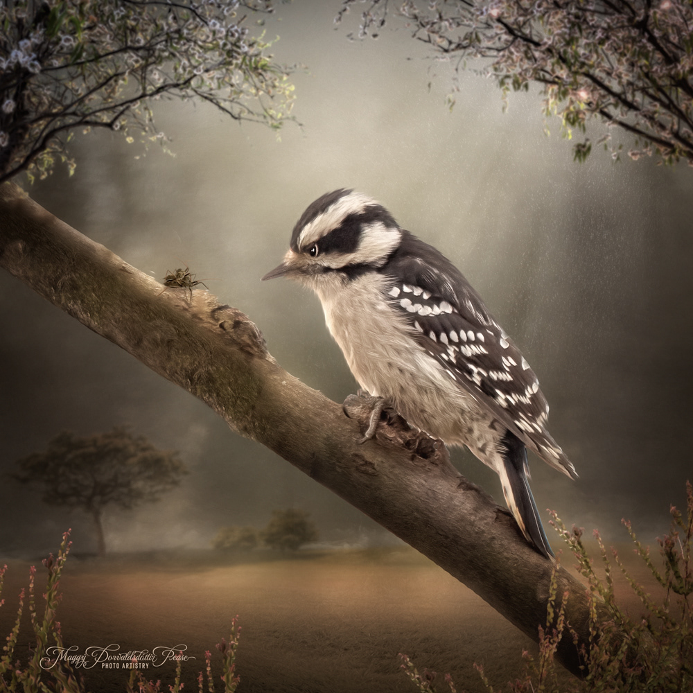 Winston the Woodpecker