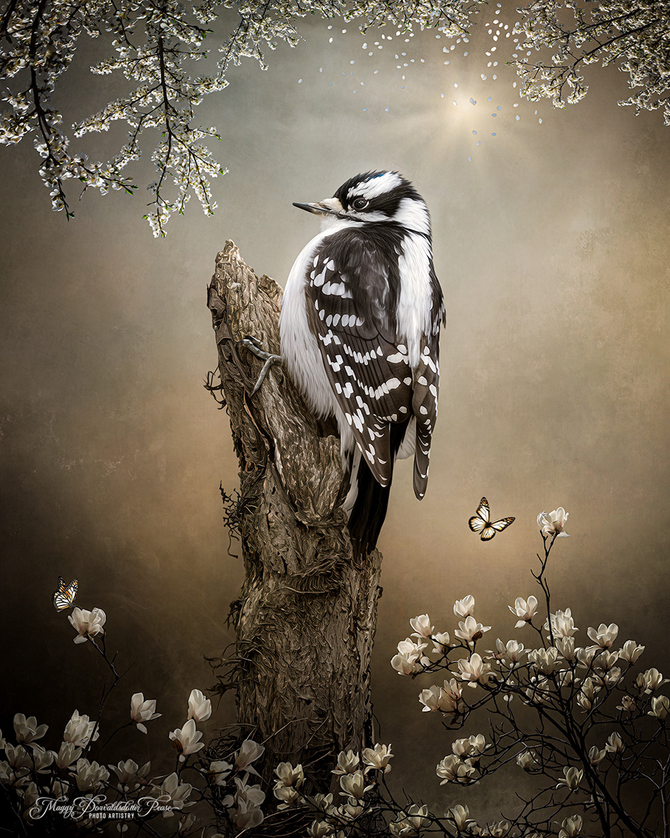 Downy  Woodpecker