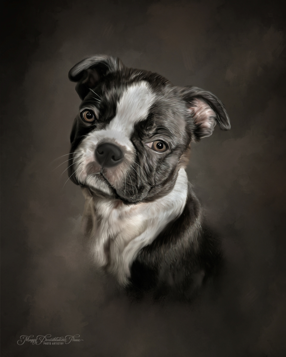 Boston Terrier