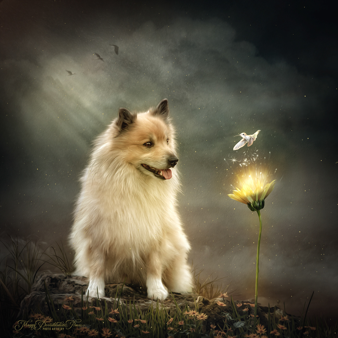 Icelandic Sheepdog, Spurðann