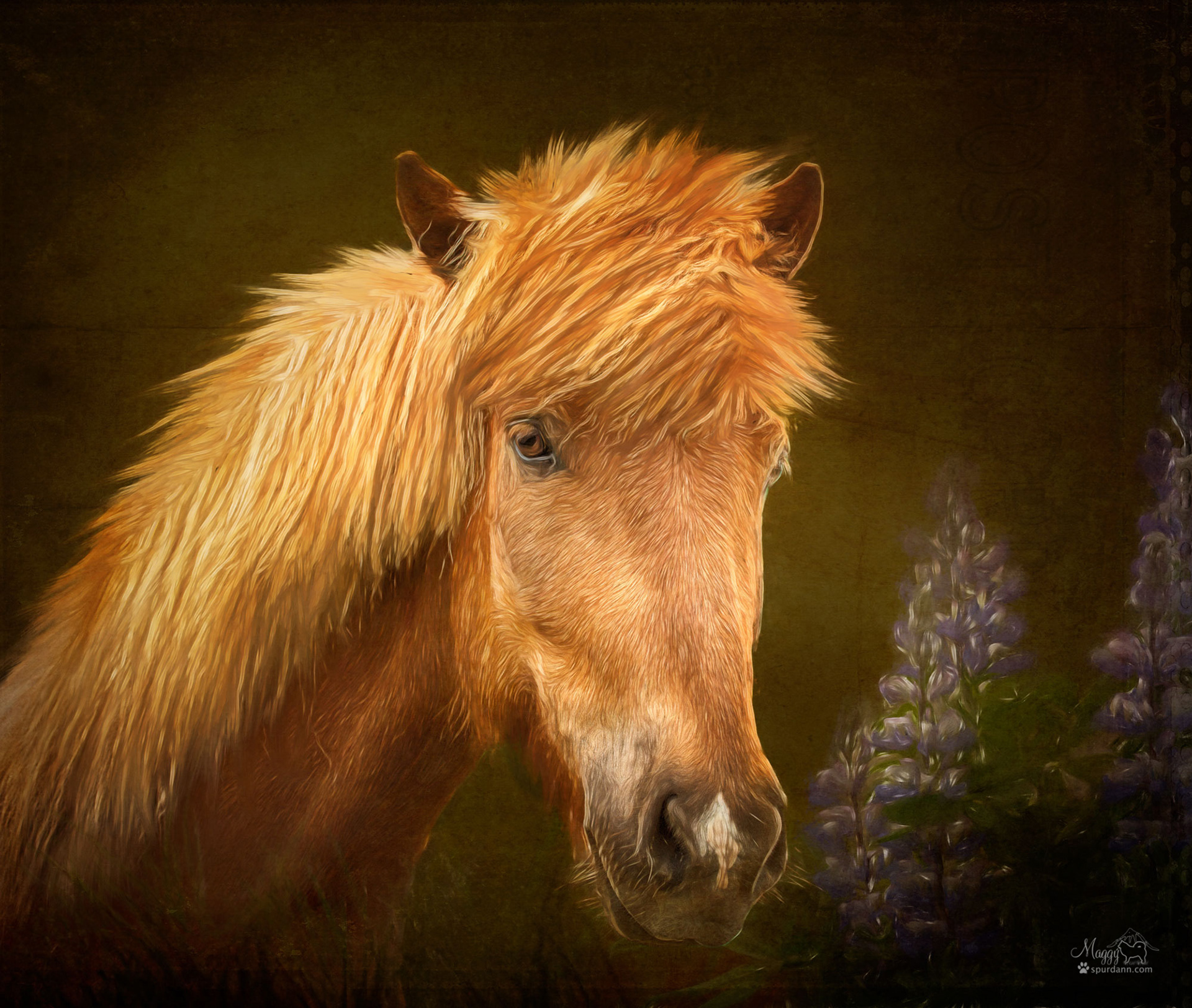 Icelandic Horse