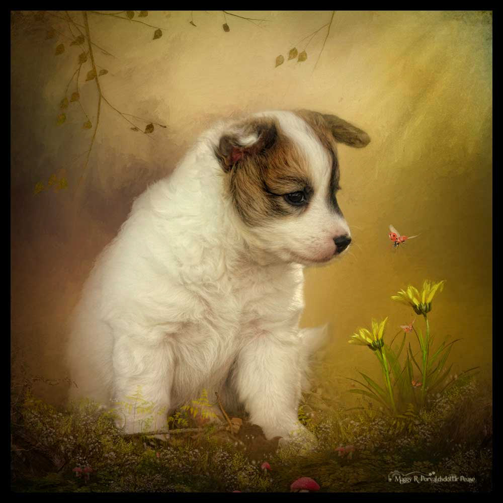 Curiosity - Nýlendu Sæla