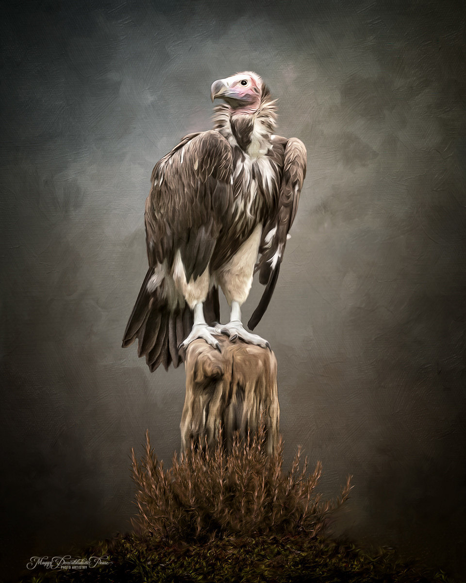 The Sentinel