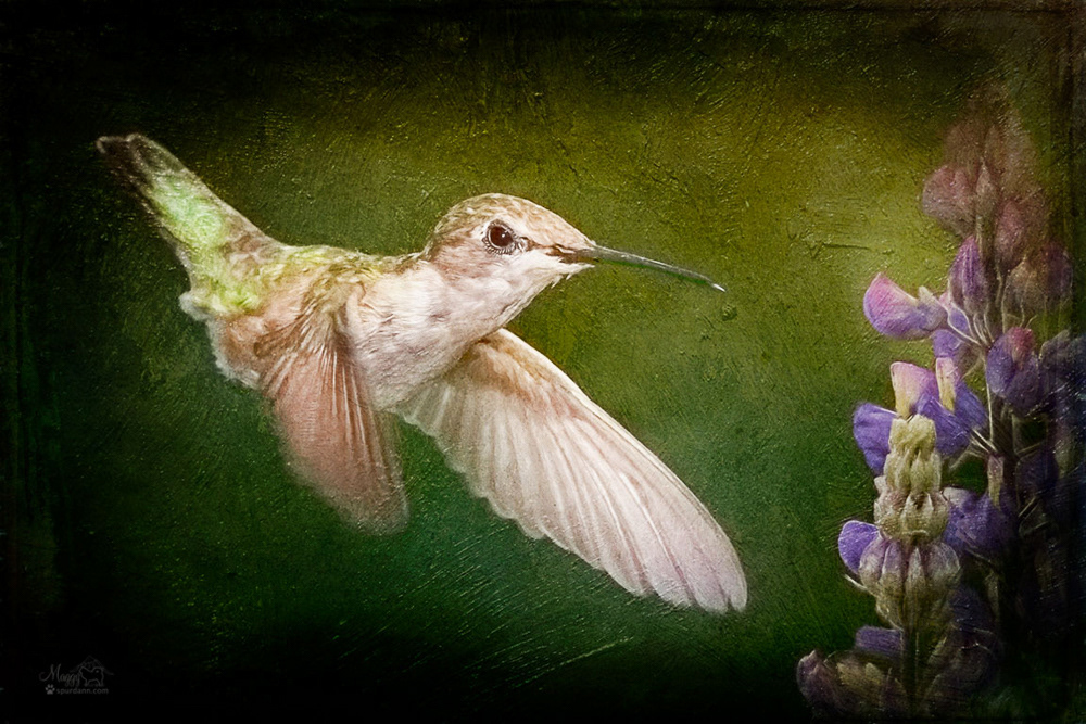 Hummingbird