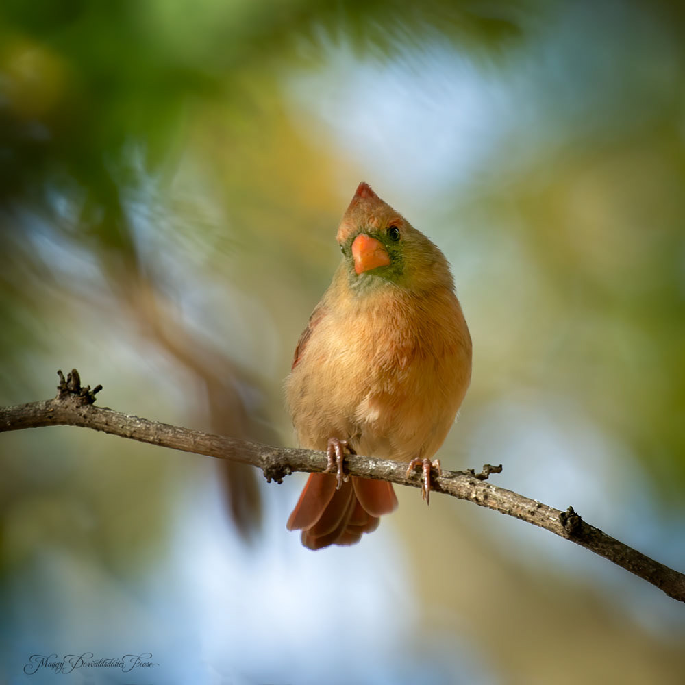 Cardinal