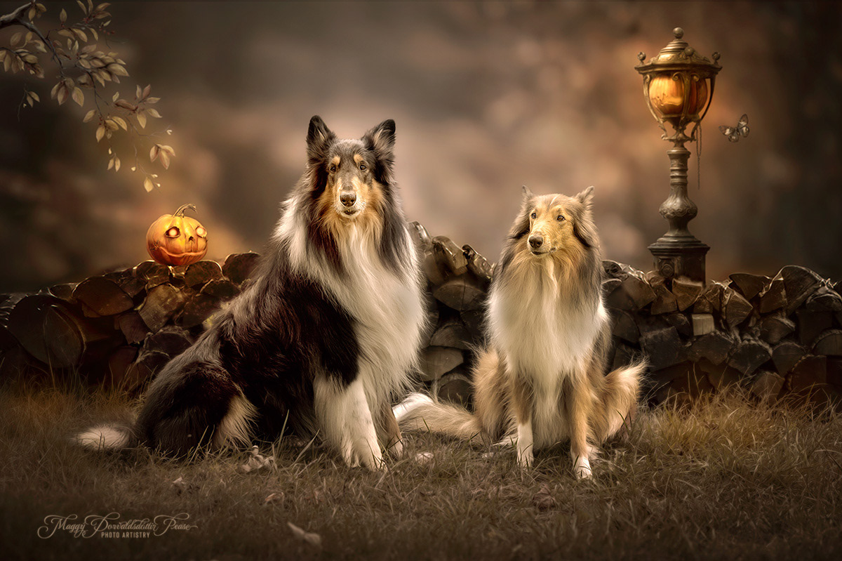Rough Collies