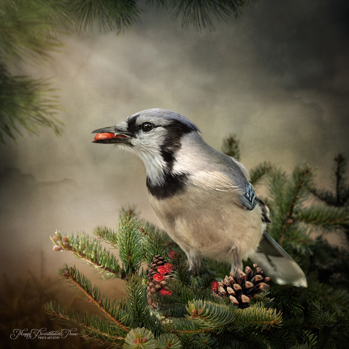Bronsen the Blue Jay