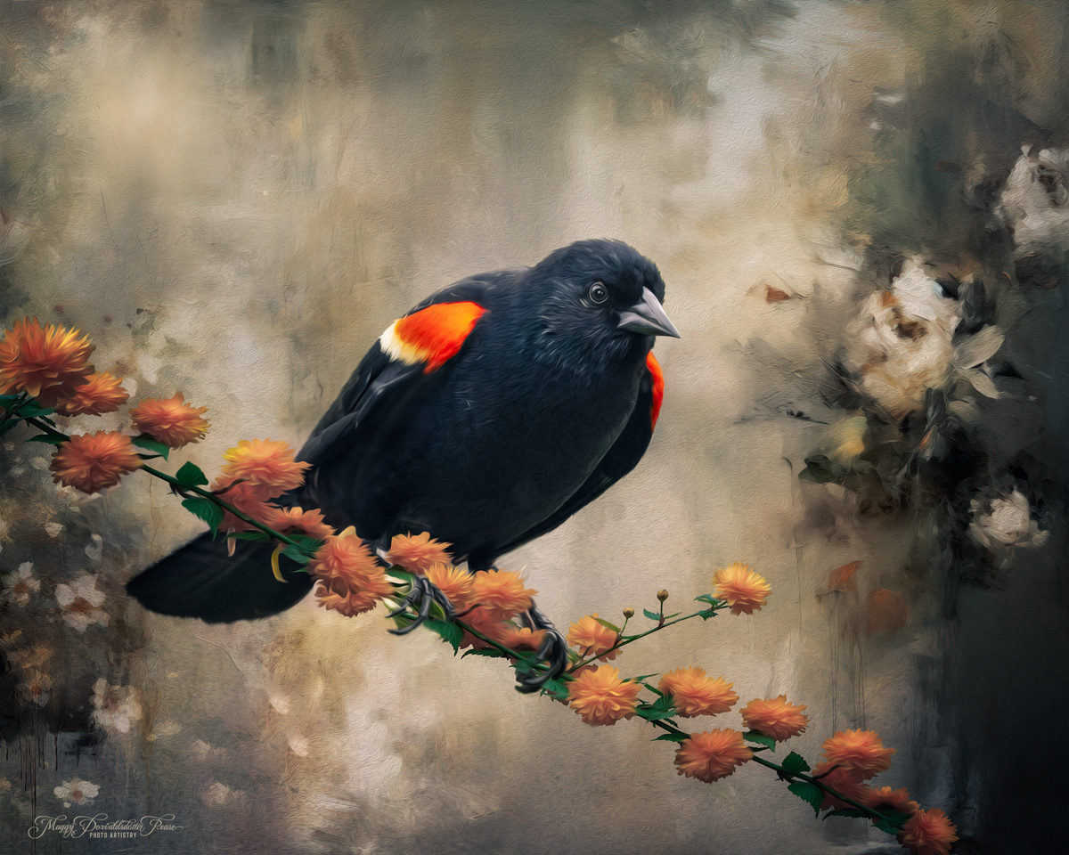 Red Winged Blackbird