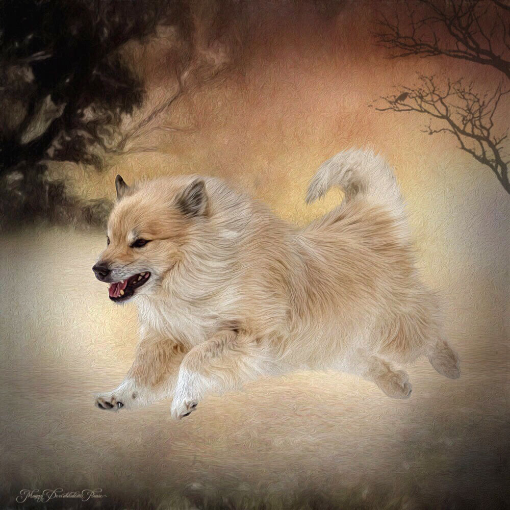 Icelandic Sheepdog, Kersins Spurðann