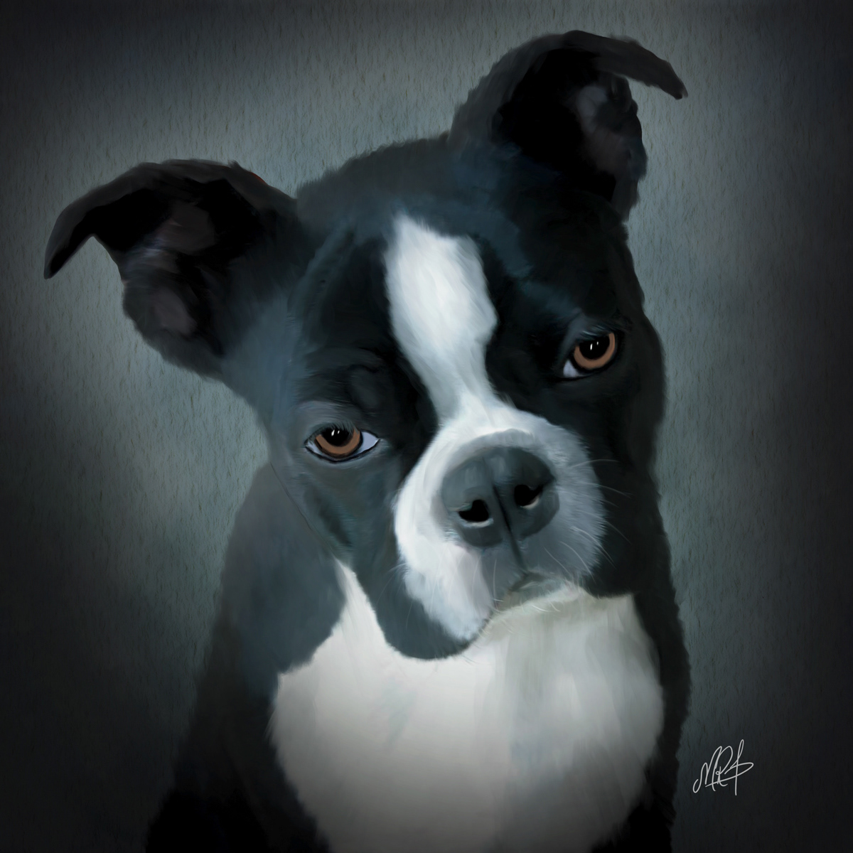 Boston Terrier