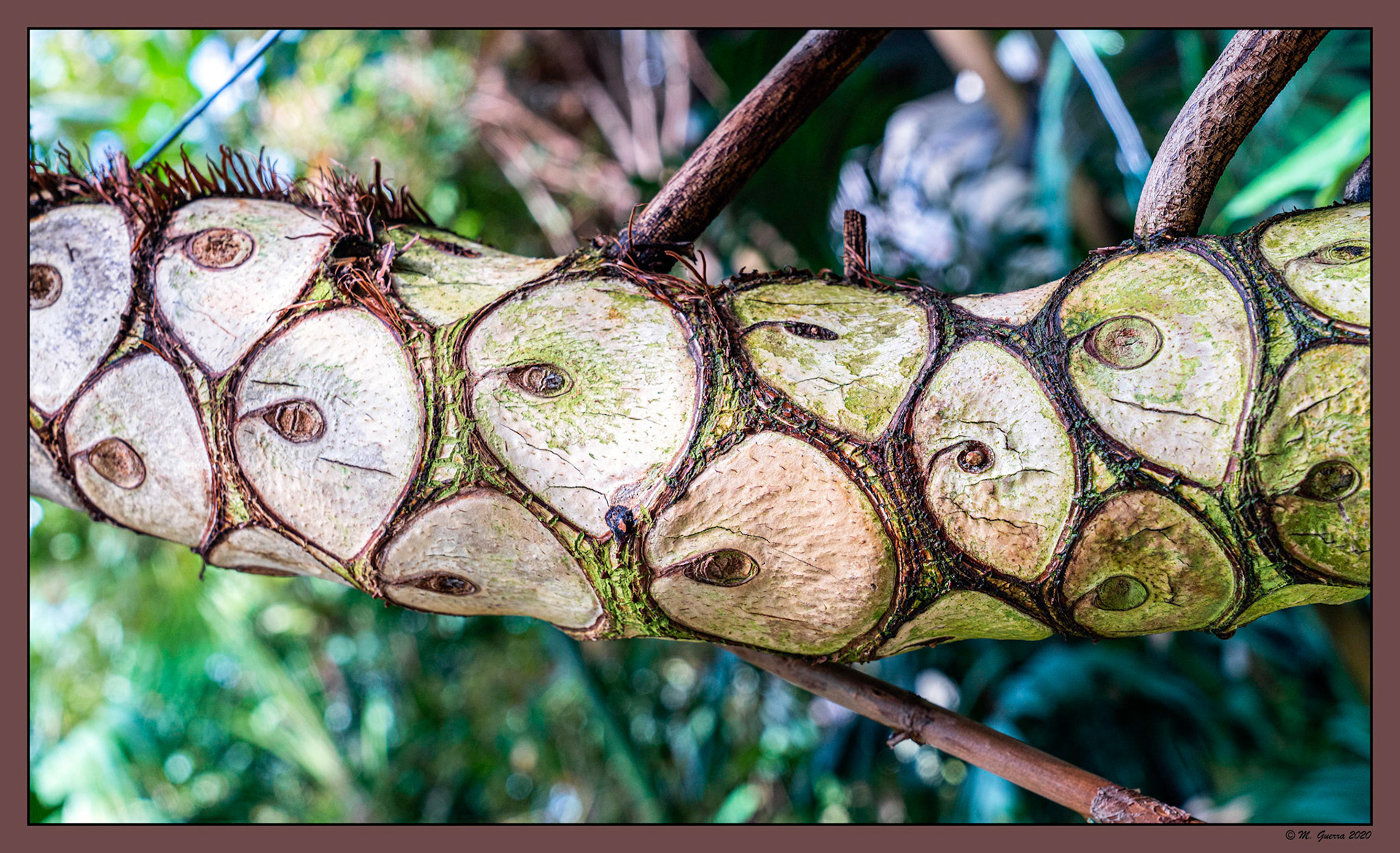 Tronco de palmera en el Jardín Botánico. Ampliar