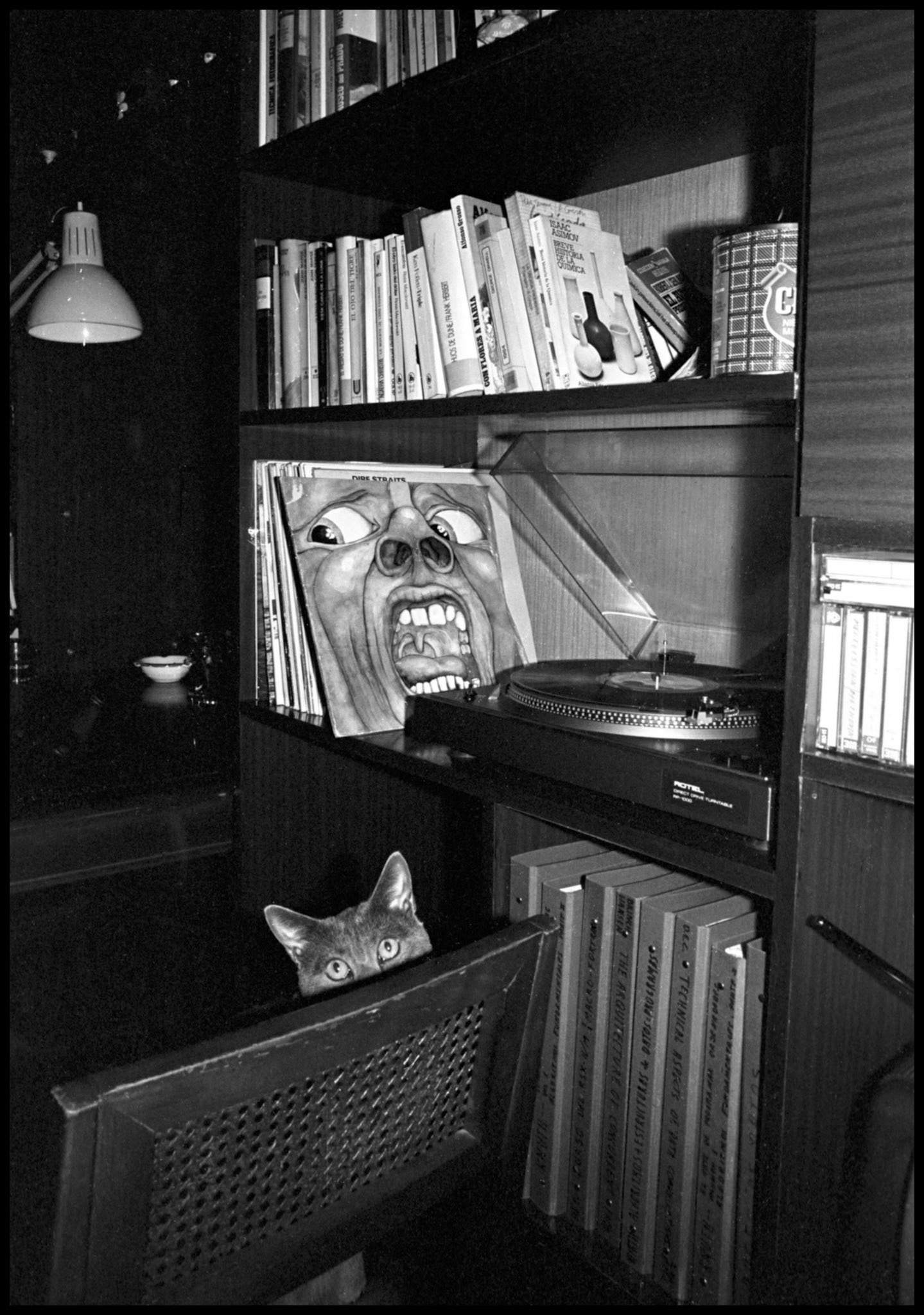 El gato Babagge en la casa de Marcenado en Madrid. Ampliar. 100ASA