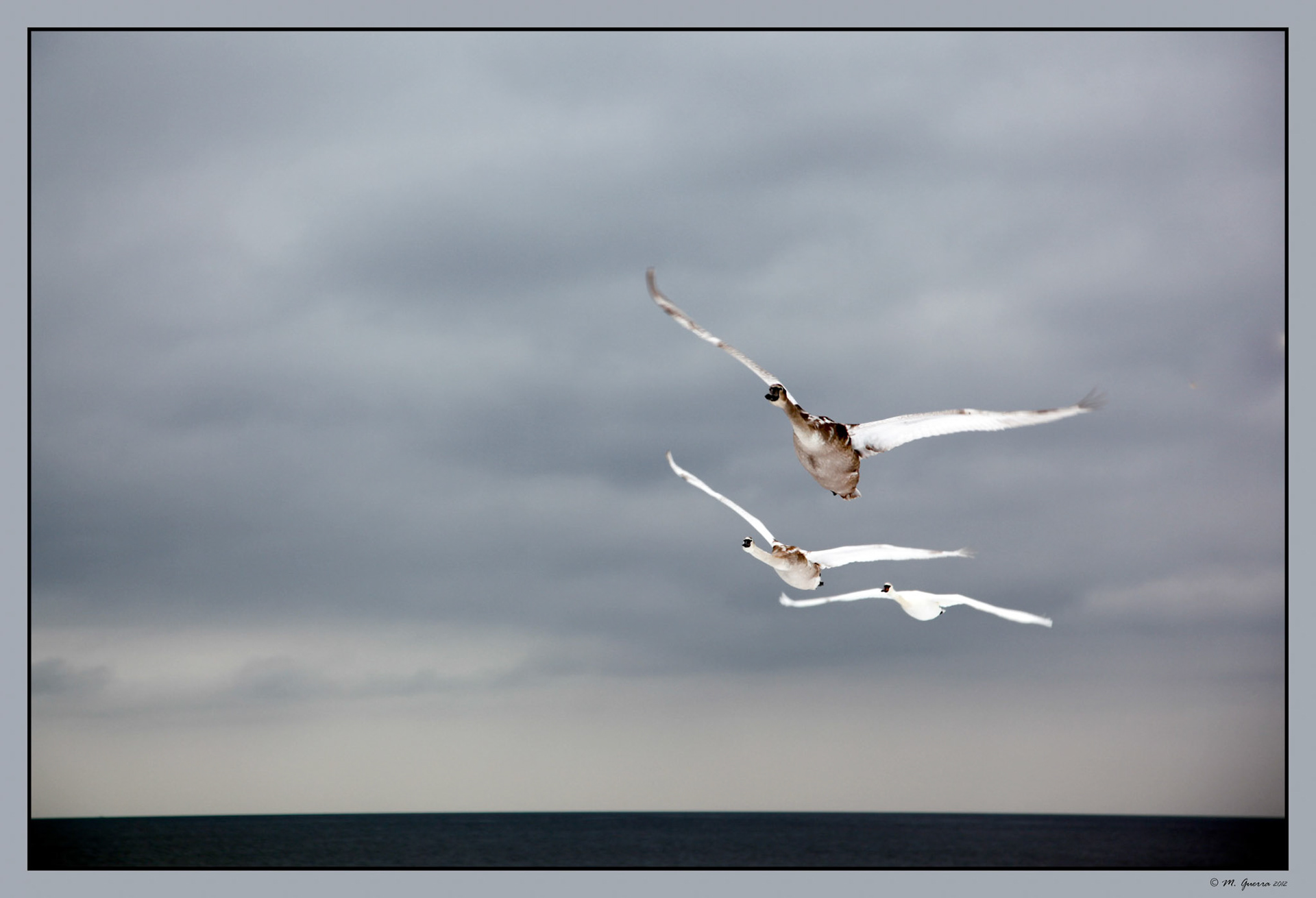 Gansos en Malmo. Ampliar