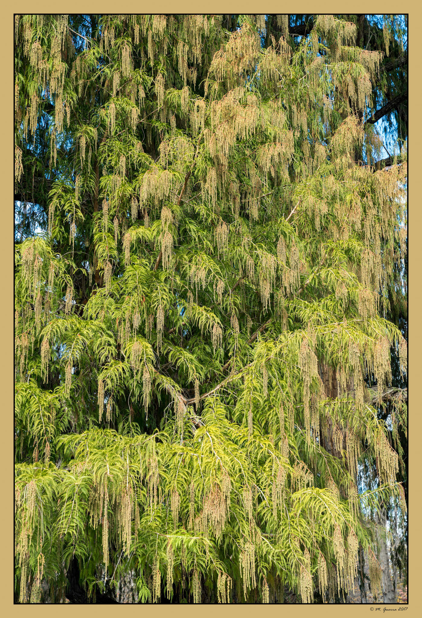 El árbol más longevo o viejo de Madrid en el parque de El Retiro. Ampliar