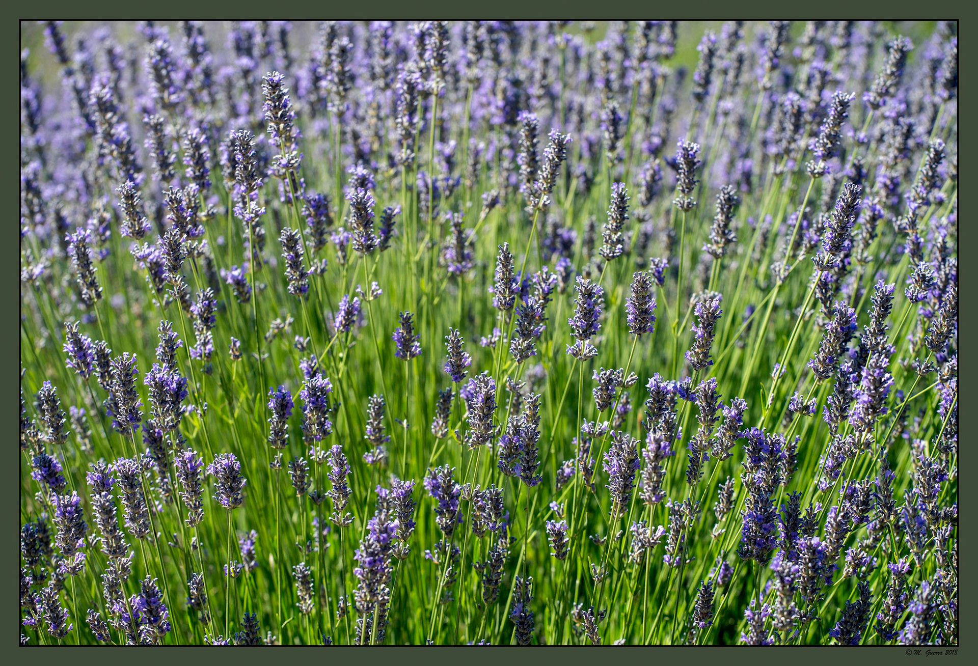 Plantas de lavanda en el parque de Juan Pablo II. Ampliar. 100ASA
