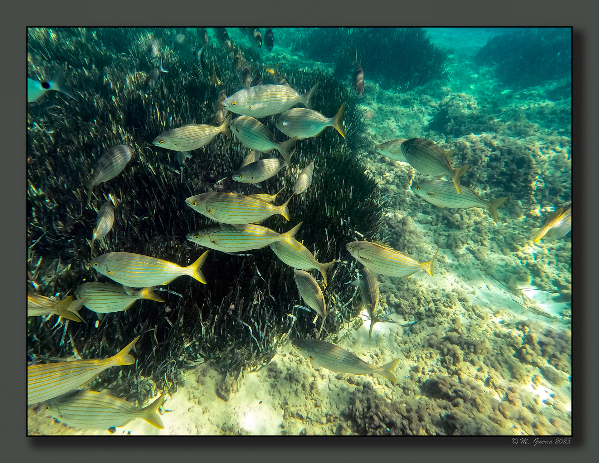 Fotografía submarina en la bahía de Calpe con la GoPro