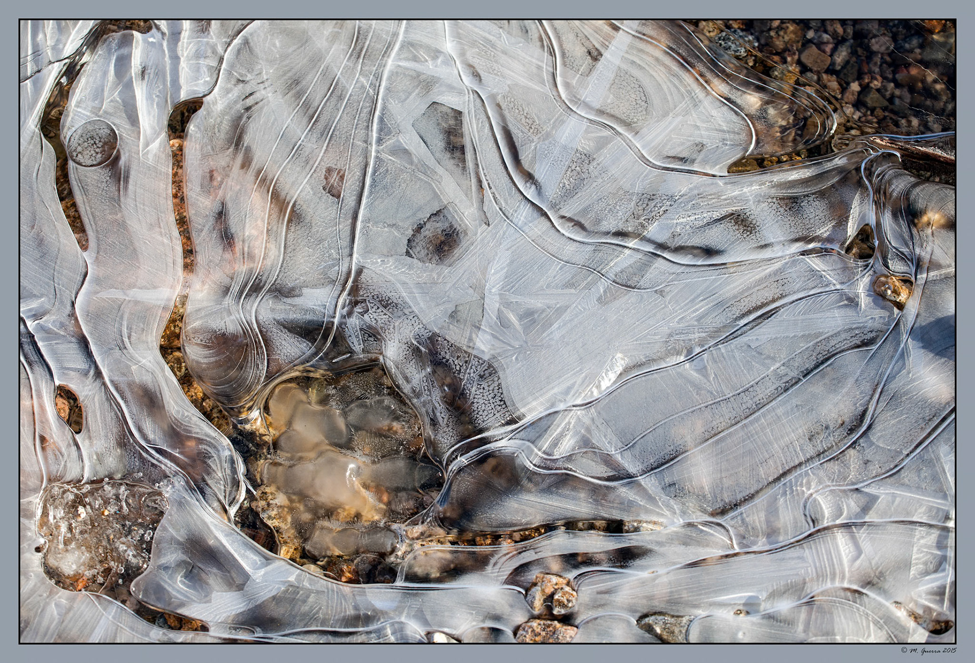 Formaciones de hielo en plantas de la superficie congelada del pantano de Navacerrada. Ampliar. 100ASA